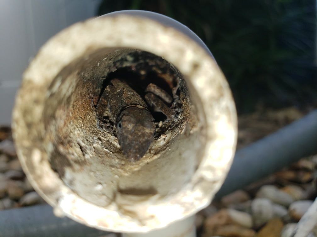 Drain Line Cleaning & Sanitizing